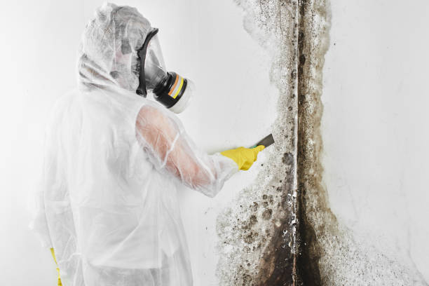 Office Mold Removal Services in Pine, AZ