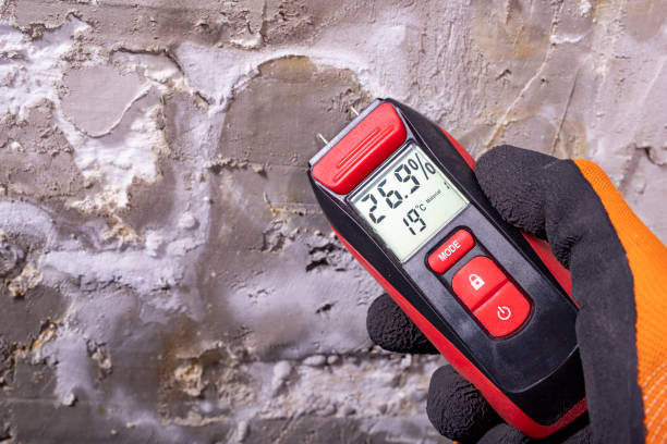 Best Black Mold Removal  in Pine, AZ