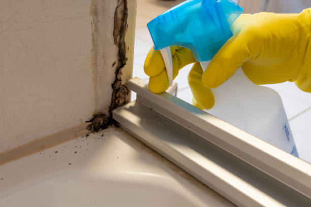 Best Mold Cleaning Services  in Pine, AZ