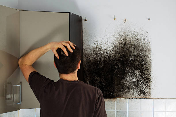 Best Residential Mold Removal  in Pine, AZ