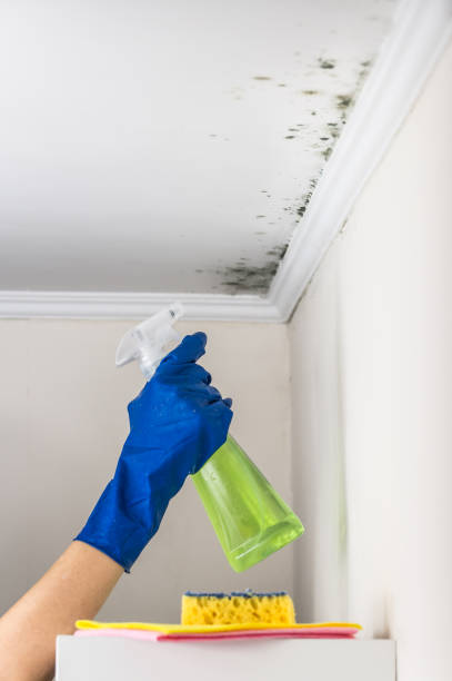 Best Mold Testing  in Pine, AZ