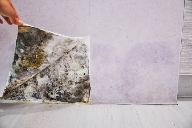 Water Damage Restoration in Pine, AZ